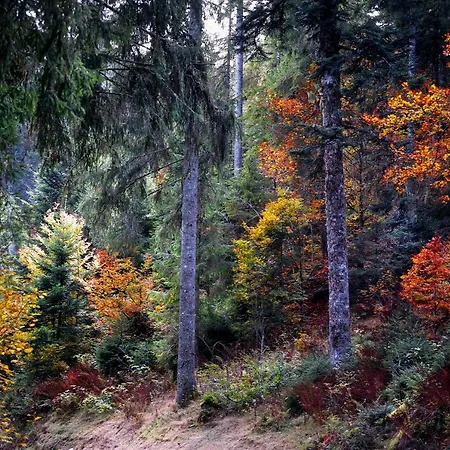 Fewo C1 für bis zu 5 Personen Menzenschwand-Hinterdorf Exterior foto
